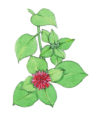 红色花的绘画案例--牡丹吊兰