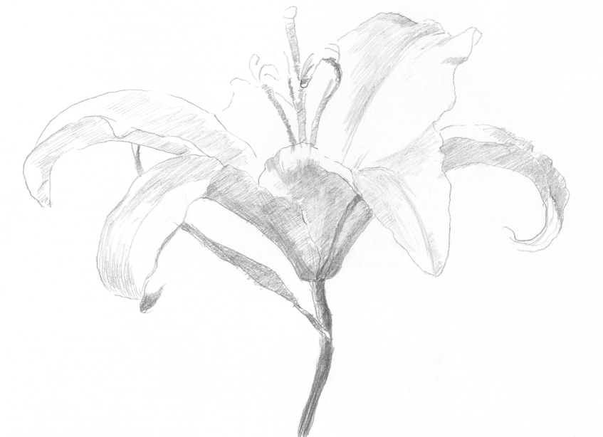 花蕊的画法首先用笔要湿和浓|简笔画花:花蕊的